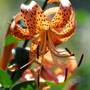 Image of Tiger lily