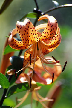 Lilium lancifolium Thunb. resmi