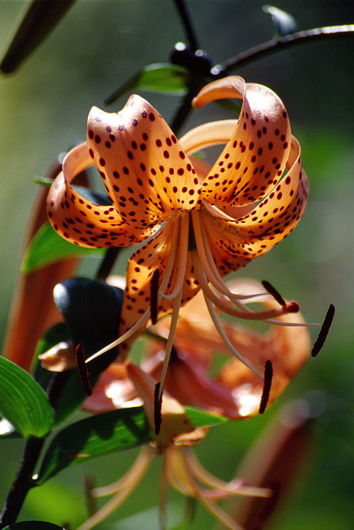 Image of Tiger lily