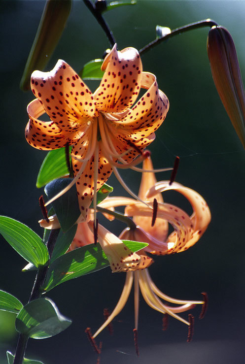 Image of Tiger lily