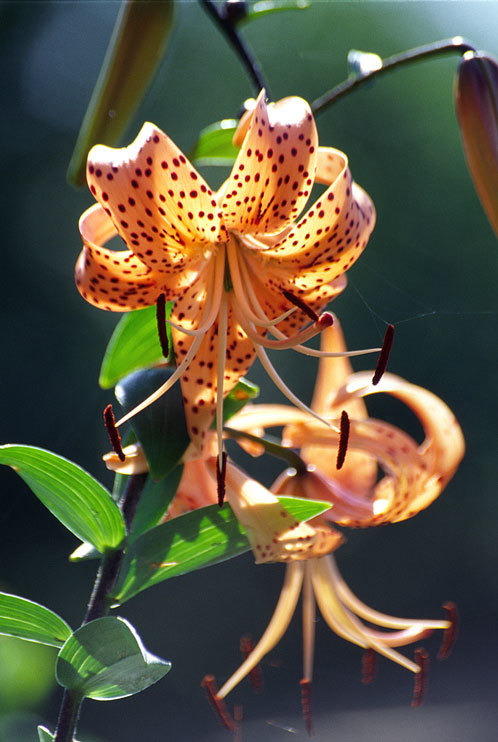 Image of Tiger lily