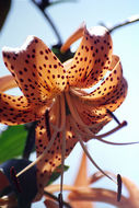 Image of Tiger lily