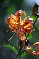 Image of Tiger lily