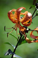 Image of Tiger lily