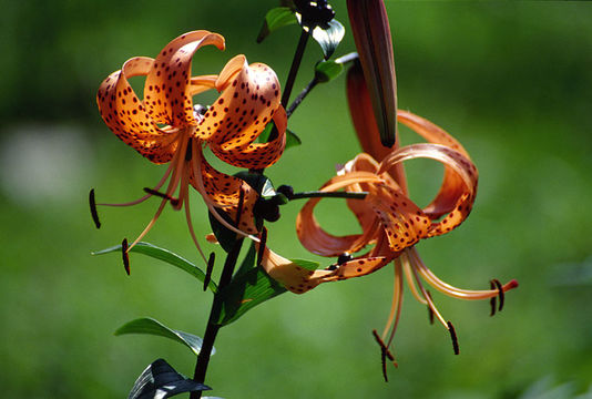 Image of Tiger lily