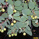 Plancia ëd Arctostaphylos mewukka subsp. truei (W. Knight) P. V. Wells