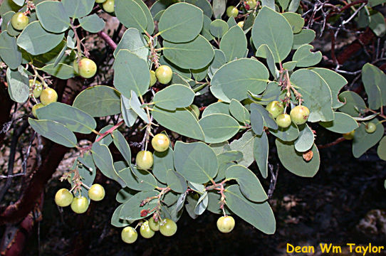 Слика од Arctostaphylos mewukka subsp. truei (W. Knight) P. V. Wells