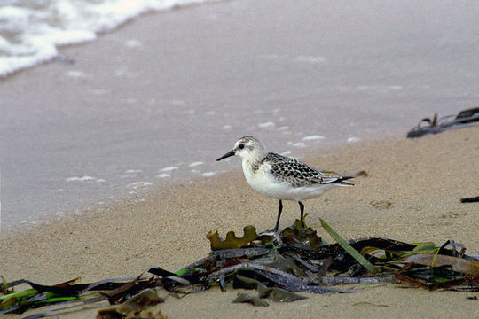 Image of Sanderling