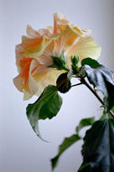 Image of China rose