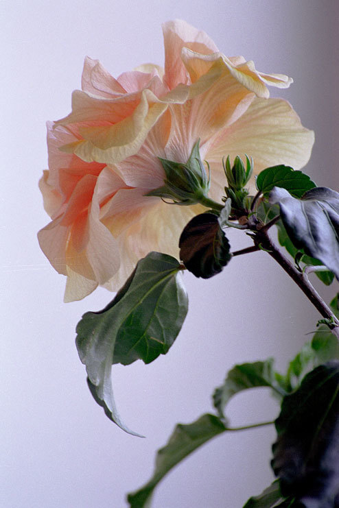 Image of China rose