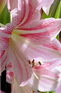 Image de Hippeastrum