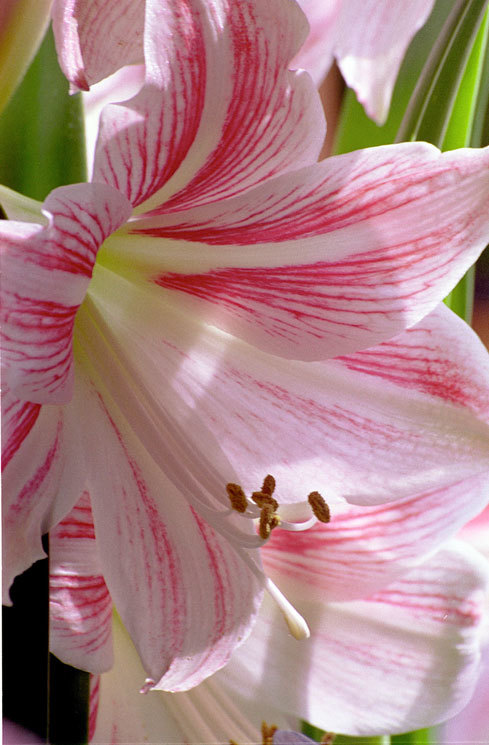 Image of hippeastrum