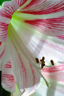 Image of hippeastrum