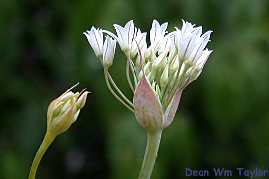 Allium jepsonii (Ownbey & Aase ex Traub) S. S. Denison & McNeal resmi