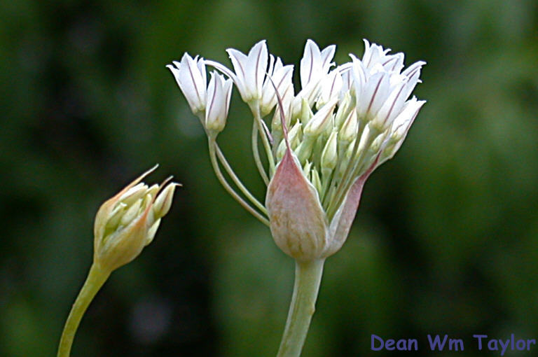 Image of Jepson's onion