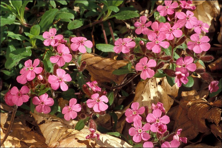 Image of rock soapwort