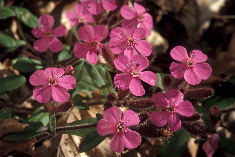 صورة Saponaria ocymoides L.