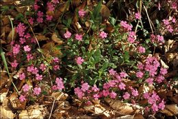 صورة Saponaria ocymoides L.