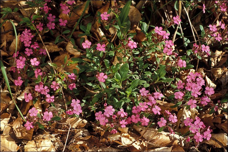 Image of rock soapwort