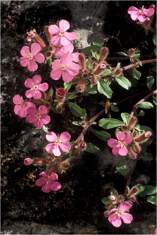 صورة Saponaria ocymoides L.