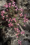 Image of rock soapwort