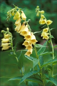 Image of big-flowered foxglove