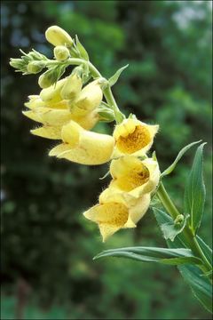 Imagem de Digitalis grandiflora Mill.