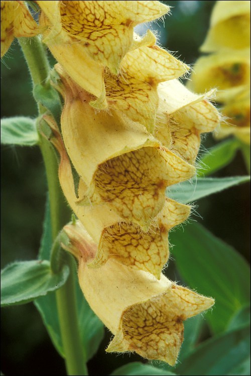 Imagem de Digitalis grandiflora Mill.