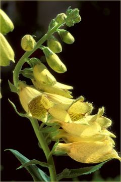 Imagem de Digitalis grandiflora Mill.