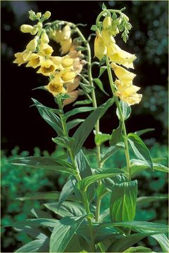 Imagem de Digitalis grandiflora Mill.