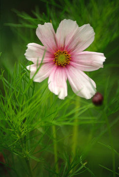 Image of garden cosmos