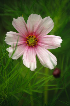 Image of garden cosmos