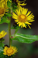 Plancia ëd Inula helenium L.