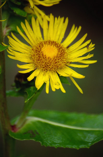 Inula helenium L. resmi