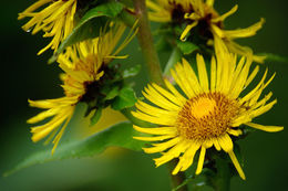 Inula helenium L. resmi