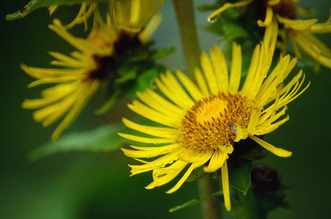 Inula helenium L. resmi