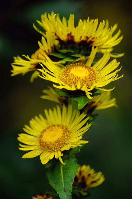 Inula helenium L. resmi