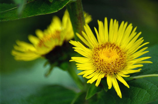 Inula helenium L. resmi