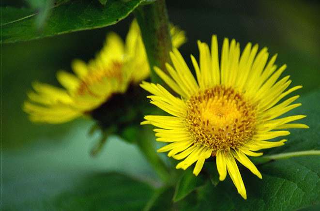 Inula helenium L. resmi