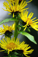 Inula helenium L. resmi