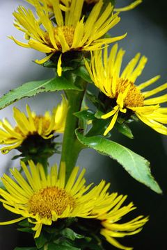 Inula helenium L. resmi