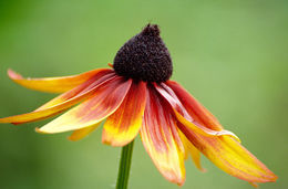 Image of blackeyed Susan