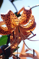 Image of Tiger lily