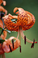 Image of Tiger lily