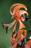 Image of Tiger lily