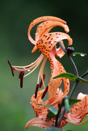 Image of Tiger lily