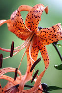 Image of Tiger lily