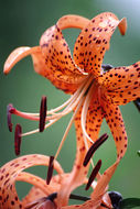 Image of Tiger lily