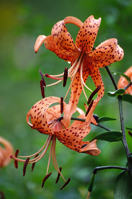 Image of Tiger lily