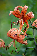 Image of Tiger lily